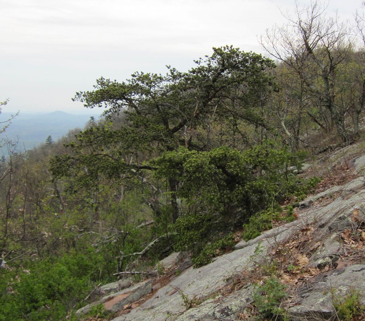 A Table Mountain Pine on the rock slabs of Big Schloss, with the ridges falling away beyond